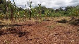 Panas Menyengat Tak Hentikan Petani Memanen Padi